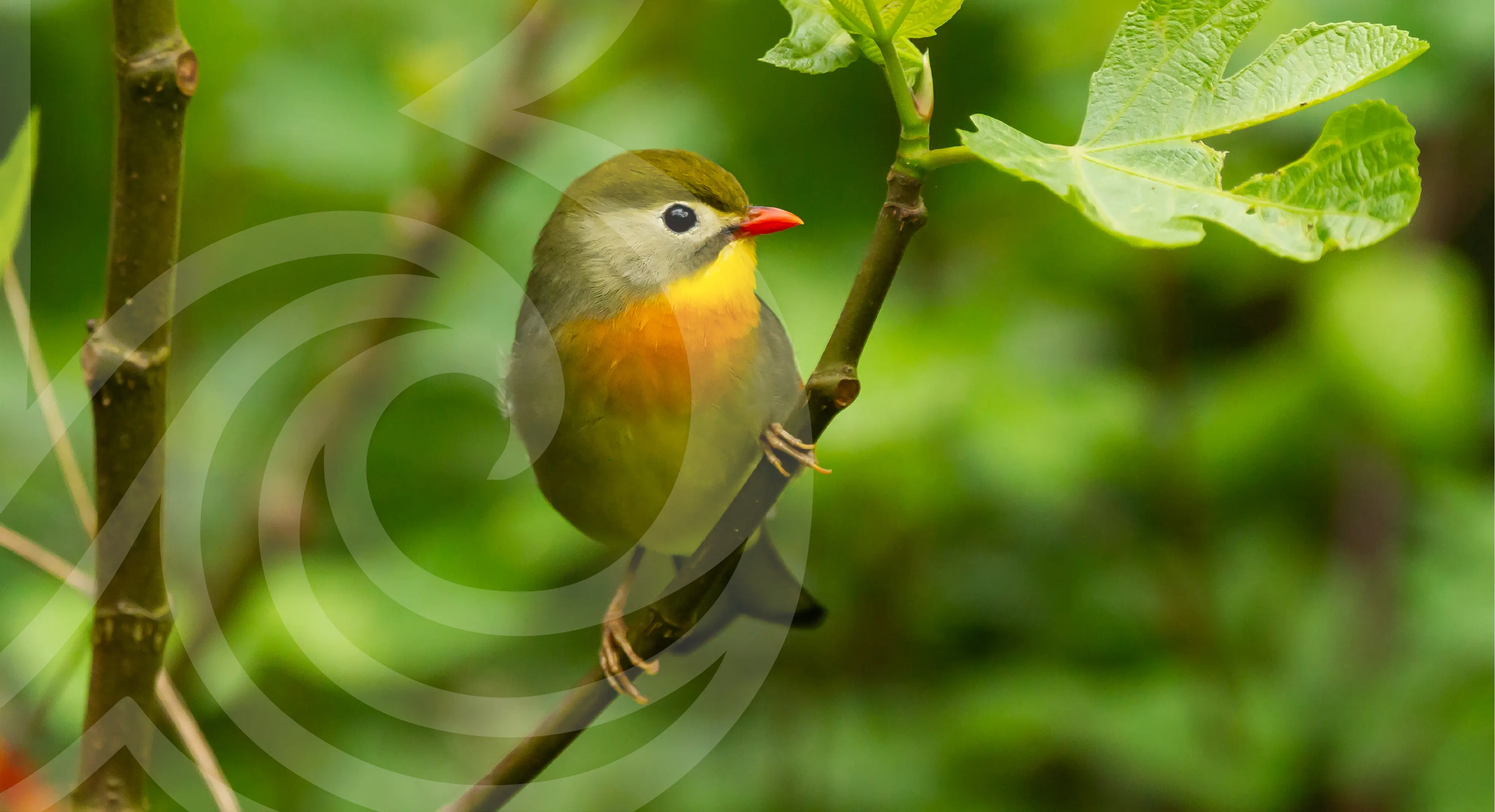 Avistamiento de aves