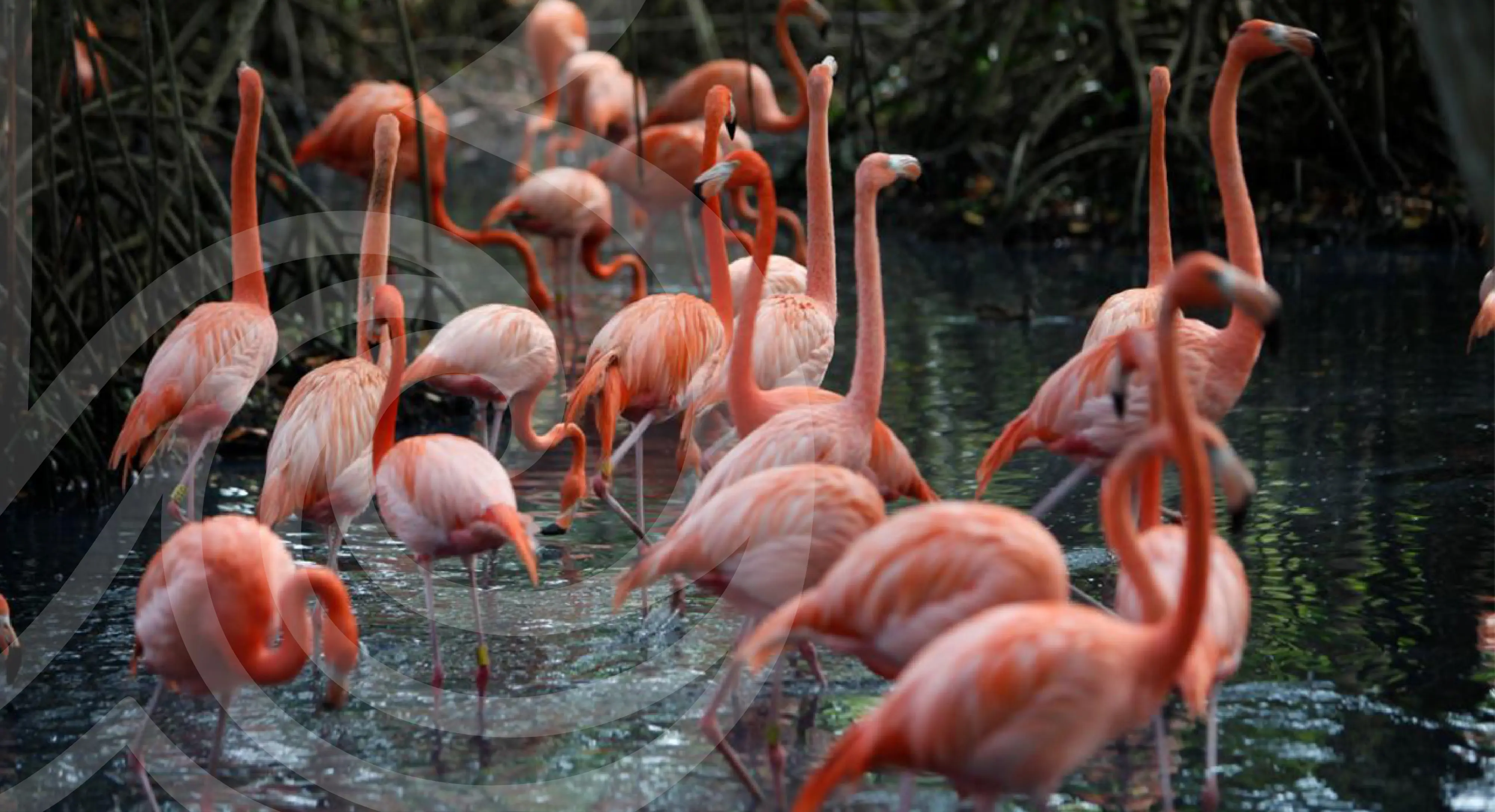 Aviario Nacional